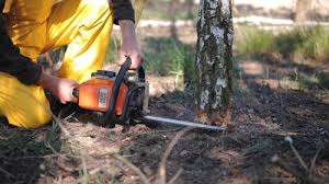 Best Tree Cabling and Bracing  in Hillsboro Beach, FL