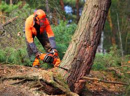 Best Lawn Maintenance Plans  in Hillsboro Beach, FL