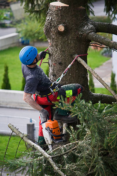 Best Lawn Pest Prevention  in Hillsboro Beach, FL