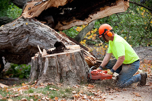Best Stump Grinding and Removal  in Hillsboro Beach, FL