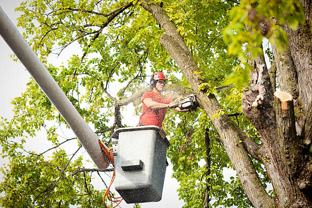 Best Tree Mulching  in Hillsboro Beach, FL