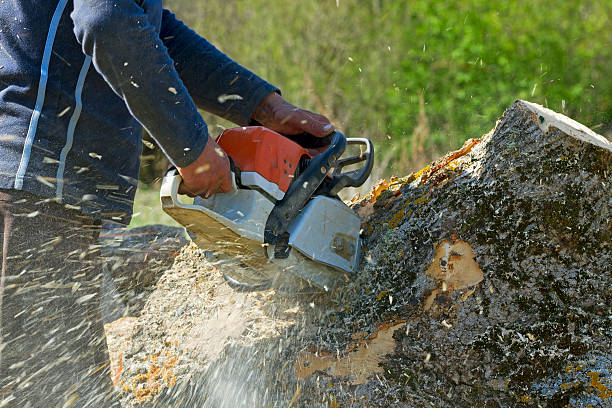 Best Commercial Tree Services  in Hillsboro Beach, FL