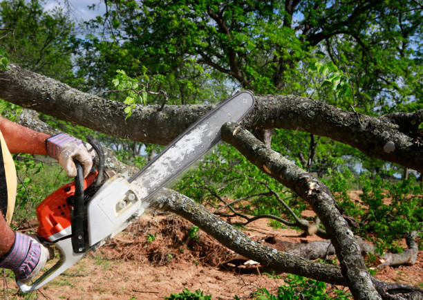  Hillsboro Beach, FL Tree Removal Pros